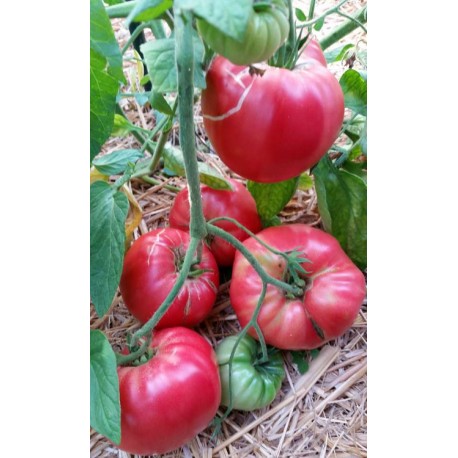 10 graines balcon tomate de pologne Cocktail-tomate pour casserole Maskotka Feu rouge tomate