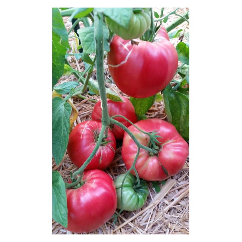 Graines de Tomate - Vente en ligne