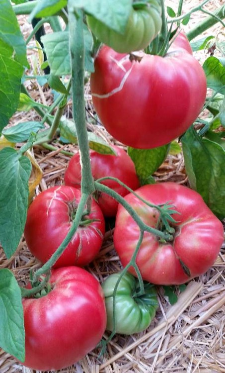 10 graines balcon tomate de pologne Cocktail-tomate pour casserole Maskotka Feu rouge tomate