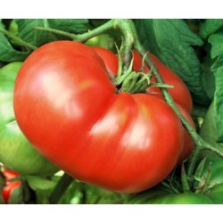 10 tomates graines bifteck Mortgage Lifter tomates graines tomates