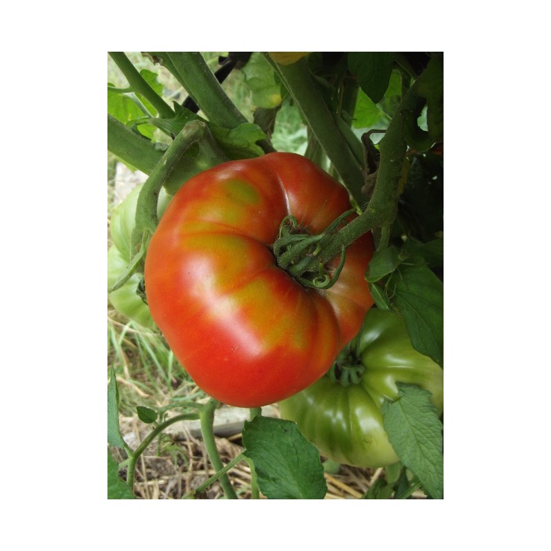 25 graines de Tomate Russe Rouge Méthode BIO seed plante légume ancien potager 