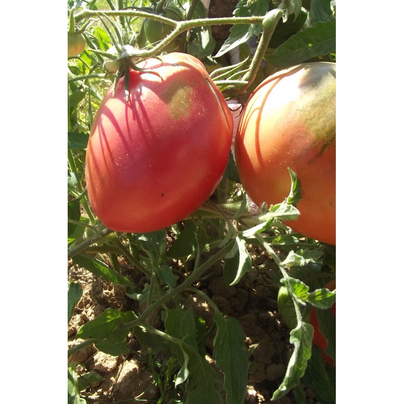 vente graines de tomate cœur de bœuf hongrois - semences paysannes