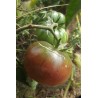 TOMATE BLACK FROM TULA