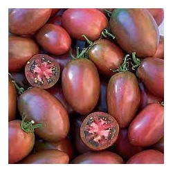 Tomate Ukrainian Purple