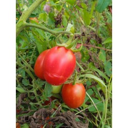 Tomate Rouge Roi Humbert