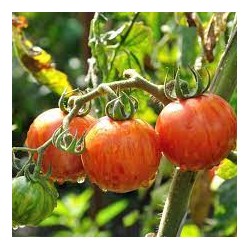 25 graines de Tomate Tigerella