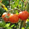 25 graines de Tomate Tigerella