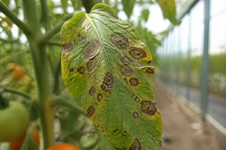 Feuille de tomate atteinte d'alternariose présentant des taches brunes circulaires avec des cercles concentriques.