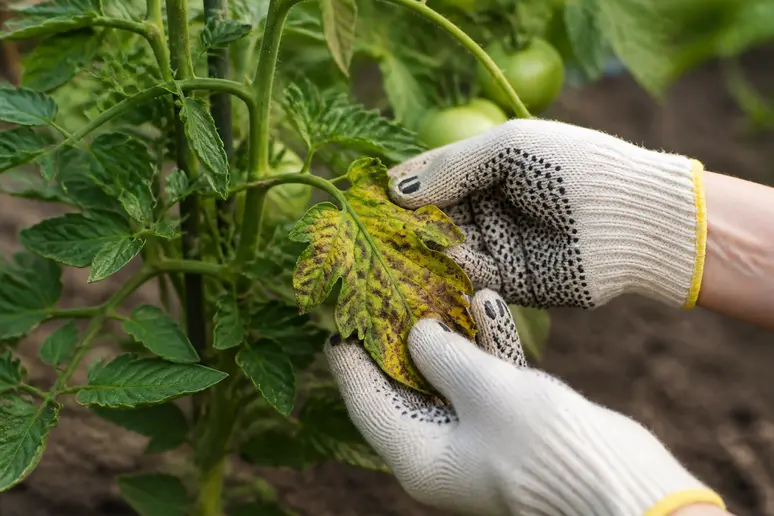 Jardinier retirant soigneusement une feuille malade sur un plant de tomate pour limiter la propagation de l'alternariose.