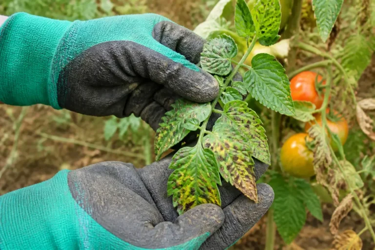 Jardinier observant des feuilles de tomates atteintes par l alternariose tomate au potager