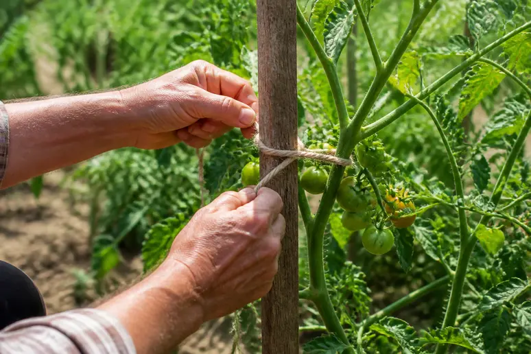 Tuteurage manuel d'une tige de tomate Anna Russian, apportant un soutien robuste et naturel.