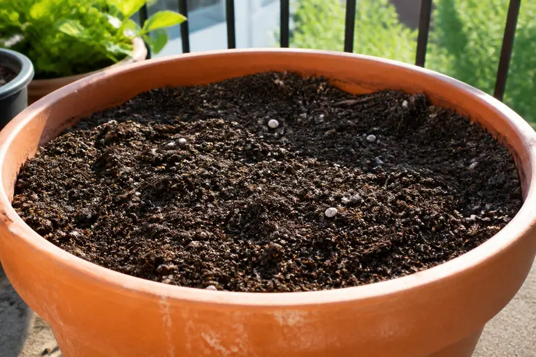 Grand pot de culture rempli de terreau pour une aubergine en pot sur un balcon ensoleillé