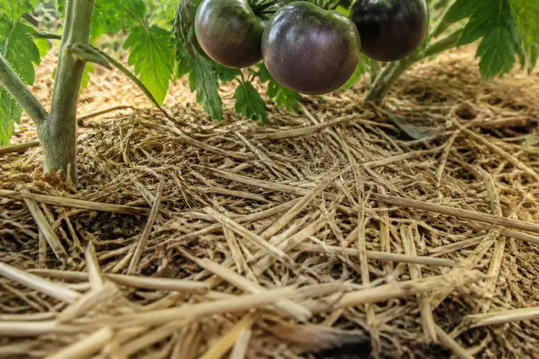 Paillage de paille au pied d'une plante de tomate Cherokee Purple, conservant l'humidité du sol.