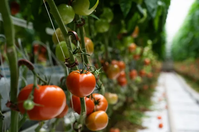 comprendre la culture de tomate