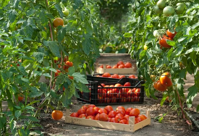 conseil graine de tomate
