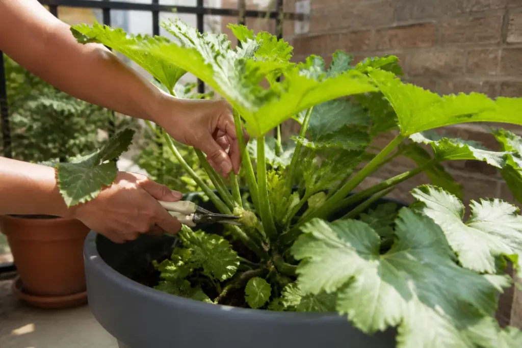 Jardinier qui prend soin d'un pied de courgette en pot sur un balcon ensoleillé