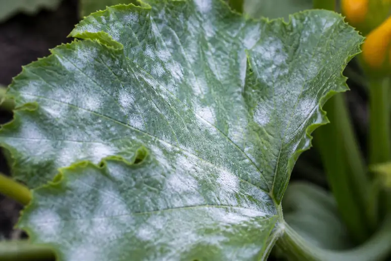 Feuille de courgette présentant des taches blanches poudreuses caractéristiques de l'oïdium au jardin