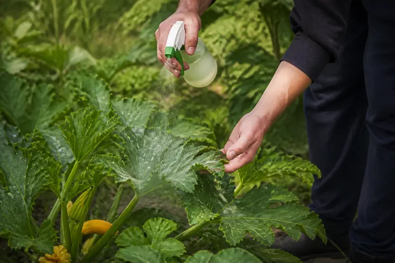 Jardinier appliquant un traitement naturel par pulvérisation sur le feuillage de courgettes