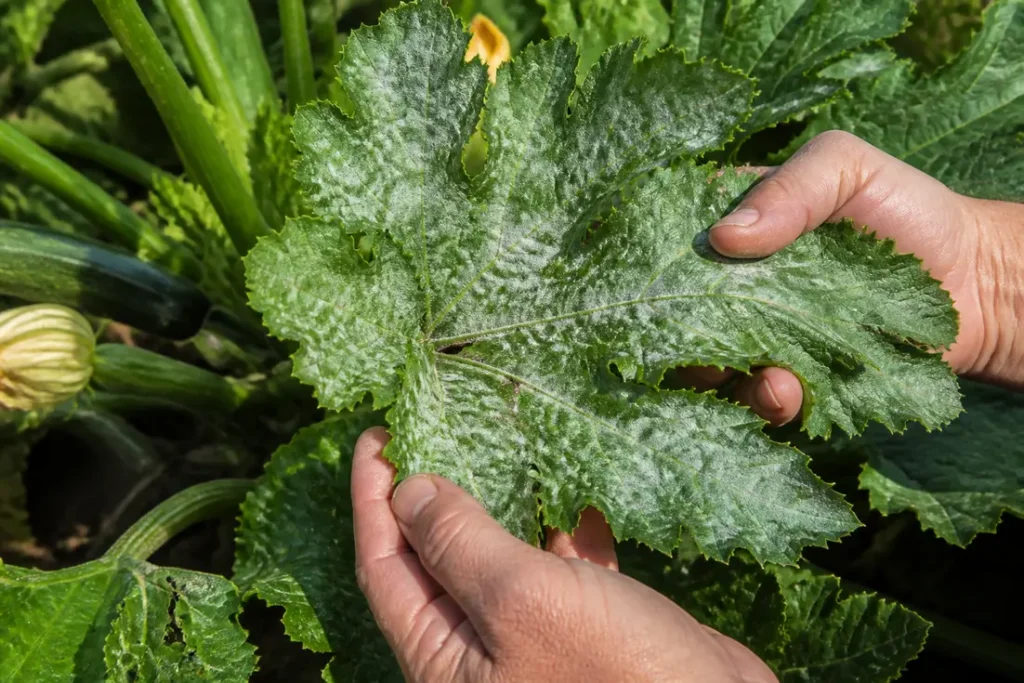 Un jardinier observe de près des courgette feuilles blanches atteintes par l'oïdium au potager.