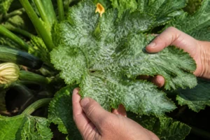 Un jardinier observe de près des courgette feuilles blanches atteintes par l'oïdium au potager.