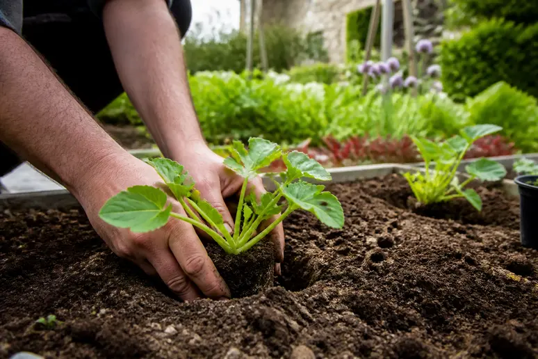 Mains plantant des jeunes courgettes vertes noires maraîchères en pleine terre après le repiquage.