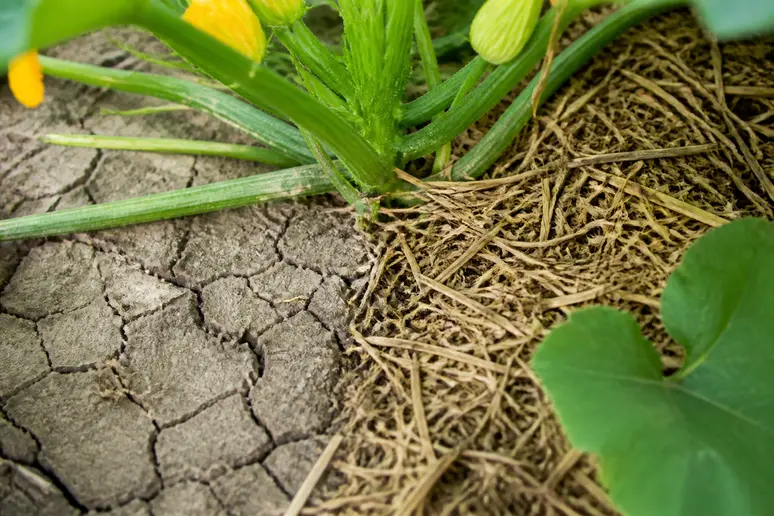 Absence de paillage et sol sec autour du pied de courgette verte noire maraîchère, favorisant les maladies.
