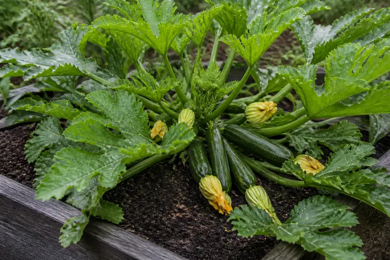 Vue rapprochée d'une plante de courgettes anciennes buissonnante et compacte dans un petit potager.