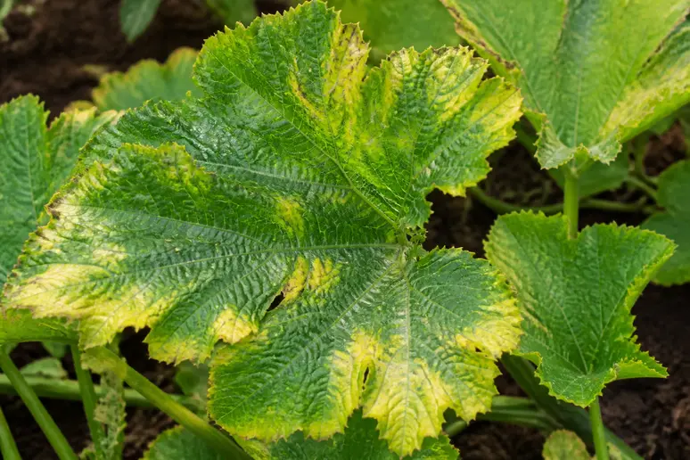 Feuilles de courgettes anciennes montrant un jaunissement distinct, signe d'un problème de culture.
