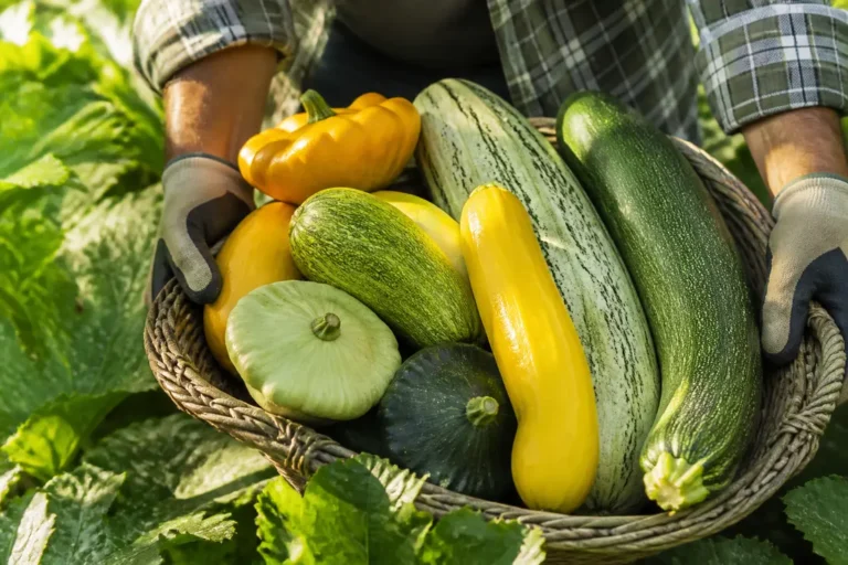 Mains gantées cueillant des courgettes anciennes variées et colorées dans un potager