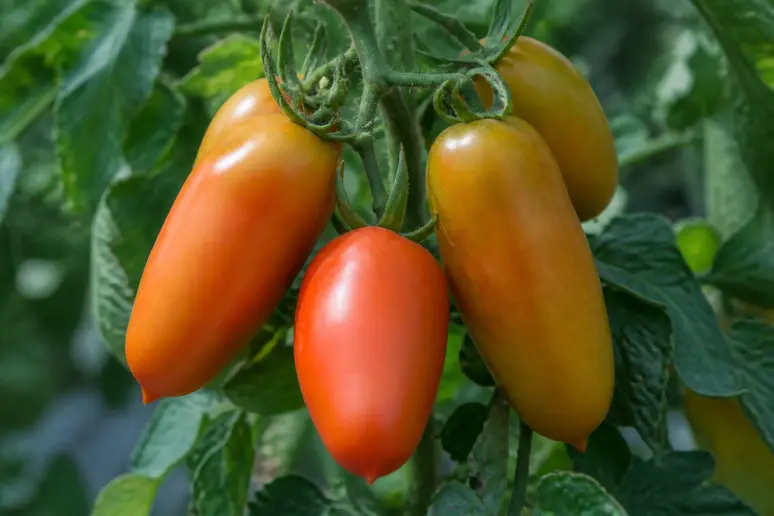 Tomates allongées sur un plant nécessitant une surveillance attentive de l'arrosage.