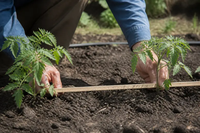 Jardinier mesurant l'espacement pieds tomates avec un double décimètre en pleine terre