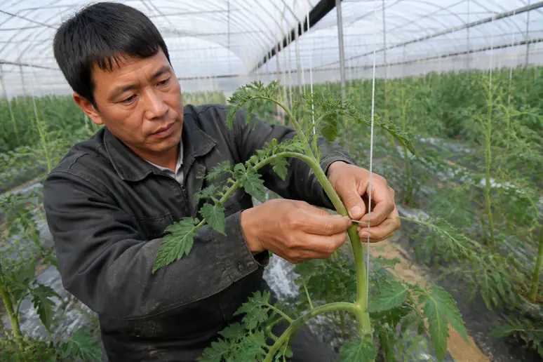 Plantation de tomates sous serre avec un espacement régulier entre les plants
