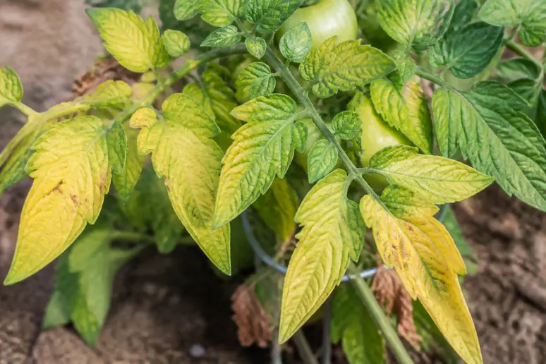 Feuilles basales de tomates jaunissant progressivement sur un plant au potager