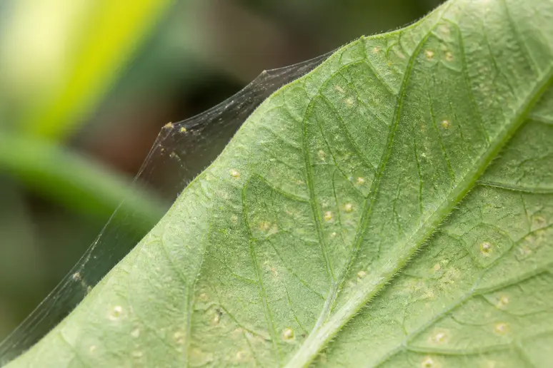 Revers d'une feuille de tomate montrant des piqûres de parasites et de fines toiles
