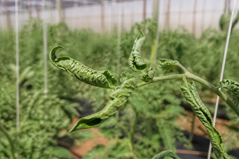 Feuilles de tomates qui s'enroulent sur un plant en pot montrant des signes de stress hydrique