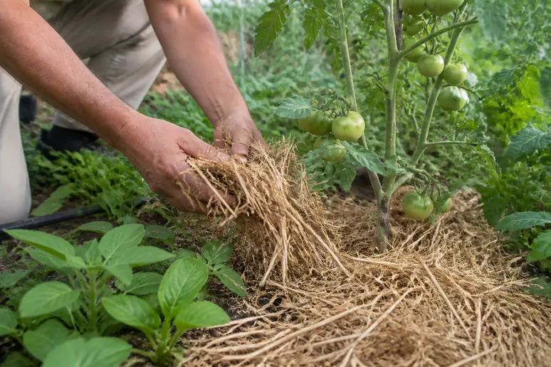 Mains de jardinier installant un paillage organique au pied des plants de tomates pour conserver l'humidité
