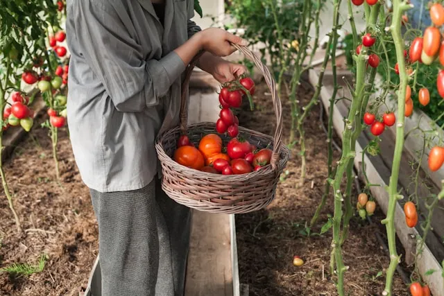 jardin de tomate
