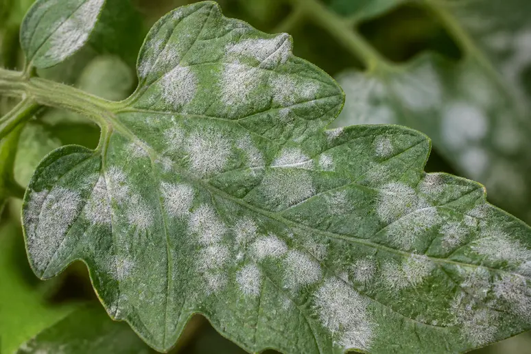 Feuille de tomate atteinte par les premiers signes de l'oïdium avec un feutrage blanc.