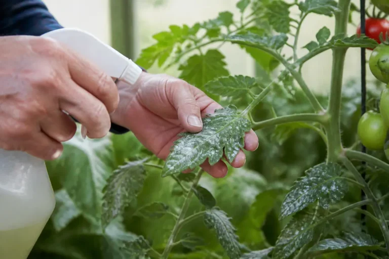 Un jardinier traite un oïdium tomate avec un pulvérisateur dans une serre lumineuse.