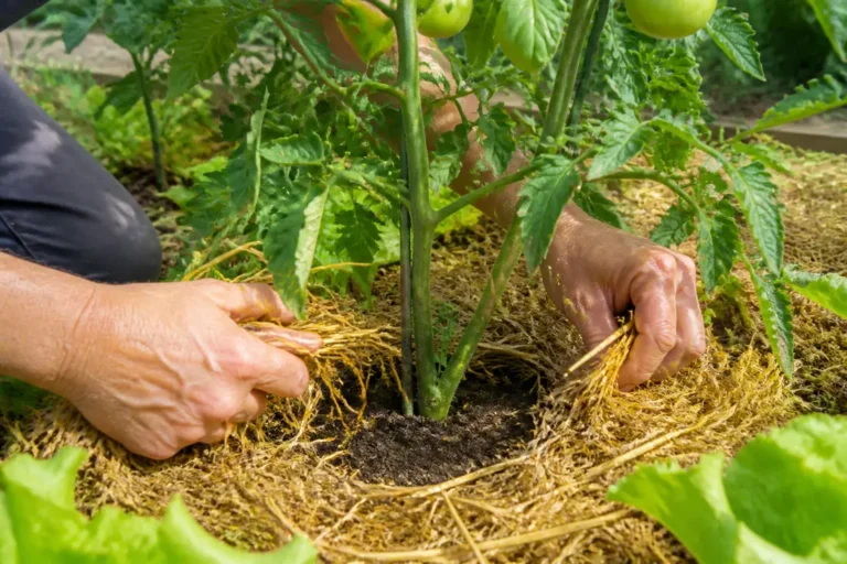 Jardinier disposant de la paille en paillage tomate autour du pied de la plante.