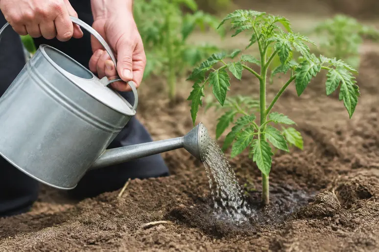 Arrosage ciblé au pied d'un jeune plant de tomate en pleine terre