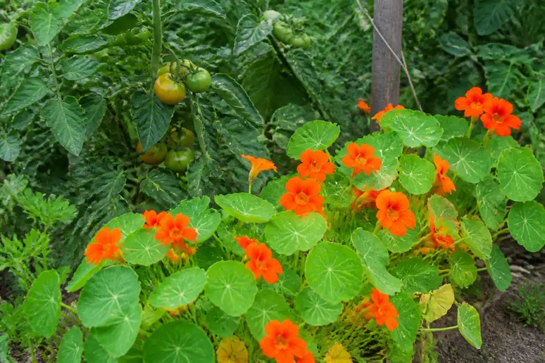 Plantation de capucines près des tomates pour détourner les pucerons du potager