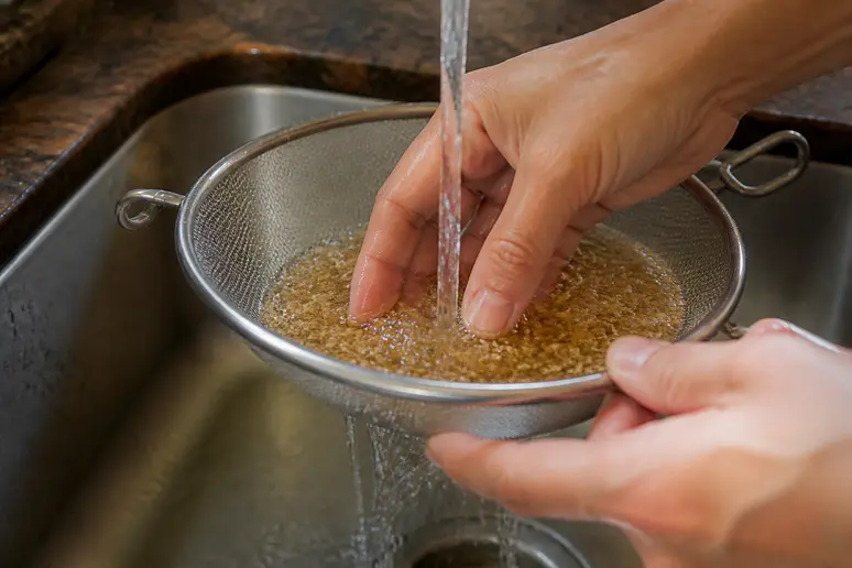 Rinçage des graines de tomates fermentées dans une passoire fine lors de la récolte.
