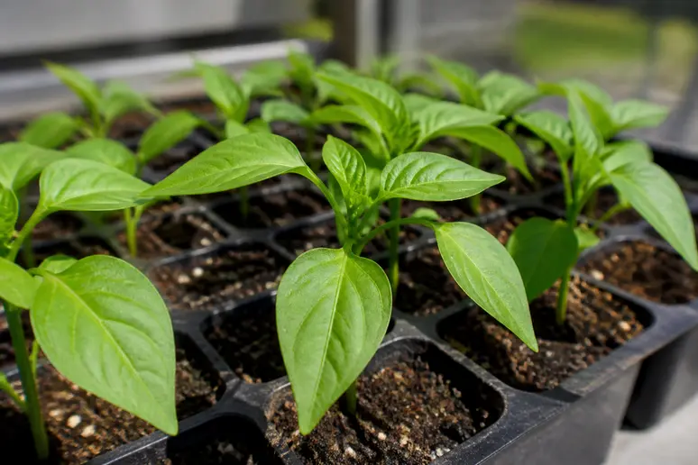 Jeunes plants de poivrons avec leurs vraies feuilles prêts pour le premier repiquage en godet.