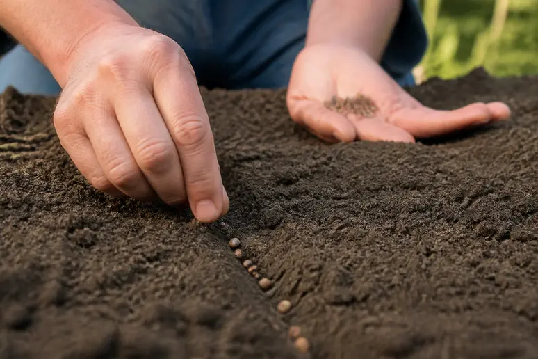 Mains de jardinier espaçant délicatement des graines de blette dans une terre fine et préparée