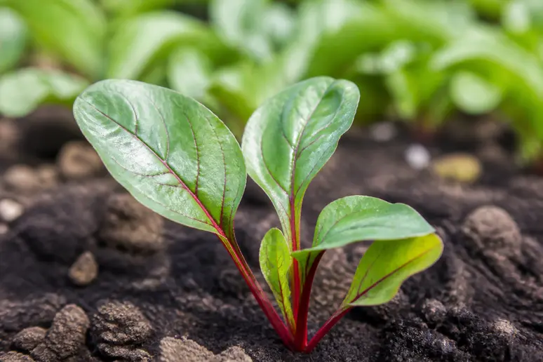 Jeunes plants de blette montrant clairement quatre à cinq feuilles prêtes pour le repiquage