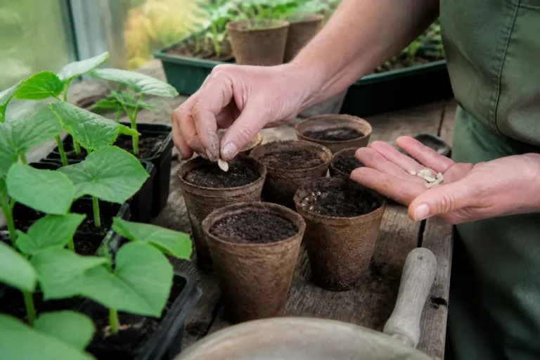 Un jardinier dépose des graines de concombre dans des godets de tourbe lors d'un semis de concombre en serre.