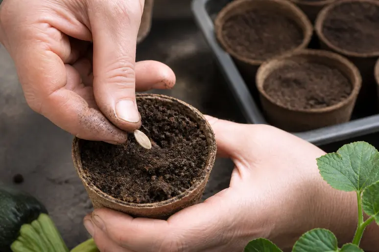 Mains de jardinier enfonçant des graines de courgette dans le terreau d'un godet