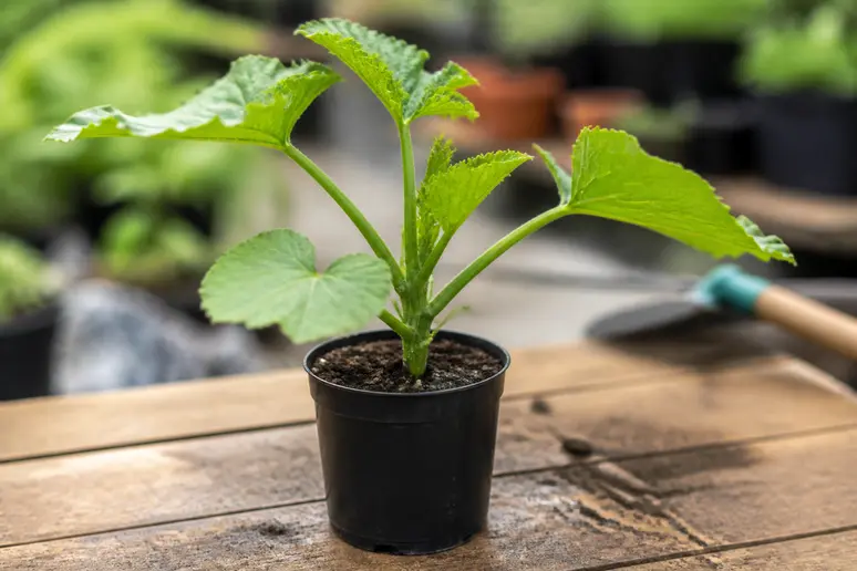 Jeune plant de courgette robuste dans son godet prêt pour le repiquage