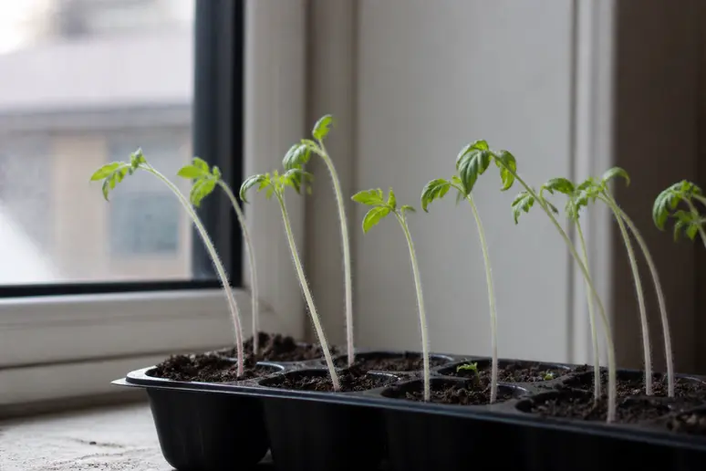 Symptômes d'étiolement sur des semis de tomates, tiges fines et pâles par manque de lumière.